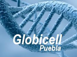 globicell.youth@outlook.com